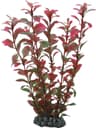 Hobby Ludwigia