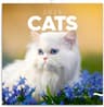 NOTIQUE Katten Kalender